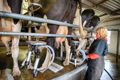 SomaDetect measures raw milk compounds allowing farmers to identify issues early, and reduce unnecessary antibiotic usage. ©GettyImages/JESP62