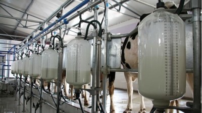 Once China's largest integrated dairy firm, China Huishan Dairy is preparing for provisional liquidation. ©GettyImages