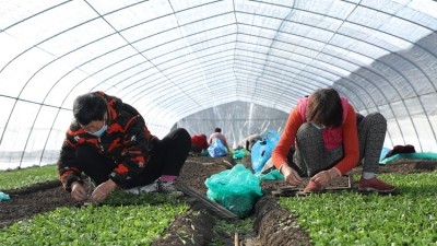 Chinese stevia farmers participate in Tate & Lyle's sustainability initiative. ©Tate & Lyle