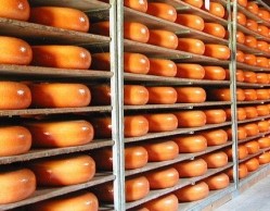 Cheese accounts for around half of all Dutch dairy exports.