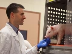 Mead Johnson awarded Ryan Dilger the grant to aid his work with piglets.