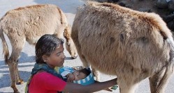 Milk it: Donkeys are a rich source of probiotics, says Eurolactis