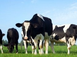 Fonterra attempts to pour water on Sri Lankan DCD concerns