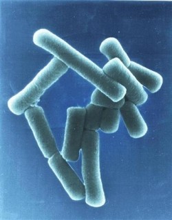 Lactobacillus gasseri 