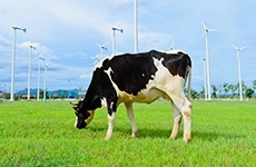 The Drive for Sustainability and Environmentally-friendly Dairy Products