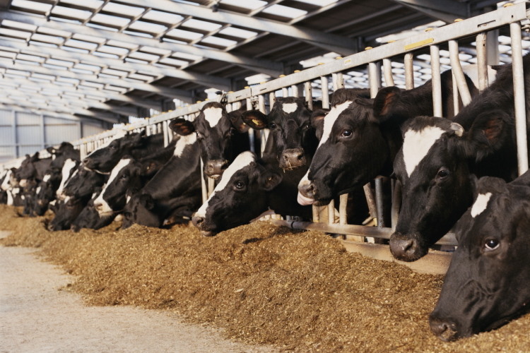 Dairy cows at higher welfare risk than beef cattle – study