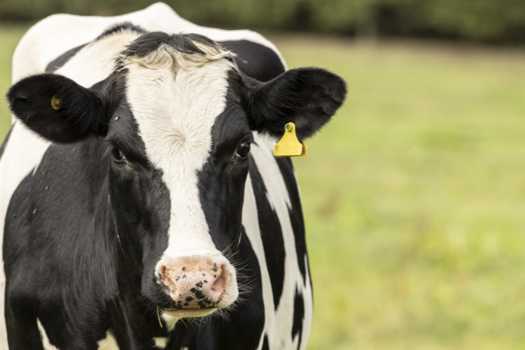Turnover gains send Dairy Farmers of America ahead of Nestlé, Danone, in Rabobank top 20