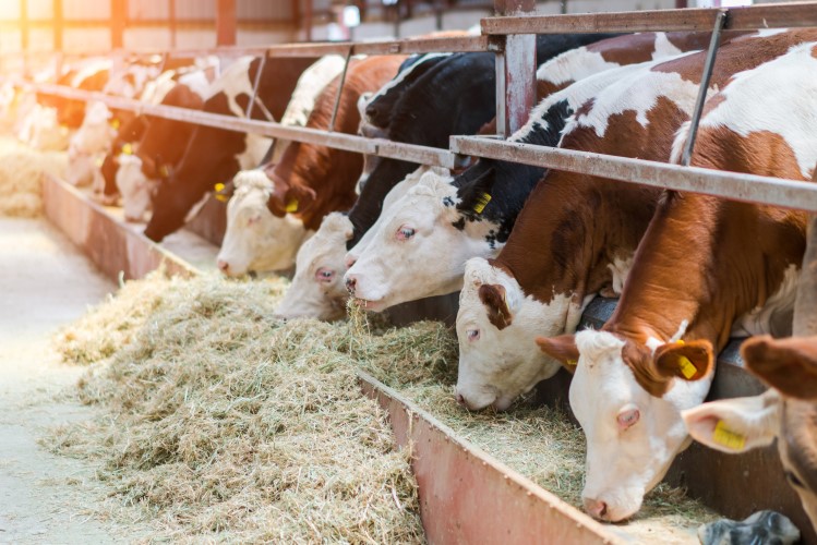 fighting-enteric-emissions-with-precision-probiotic-how-native-microbials-usda-backed-solution-can-improve-dairy-milk-s-carbon-footprint